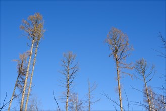 Bare spruce trees in front of a blue sky, bark beetle infestation, Arnsberg Forest nature park