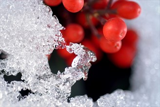 (Cotoneaster Horizontalis) red berries in snow