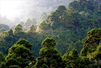 Forest of Canary Island pines (Pinus canariensis) against the light, La Palma, Canary Islands,