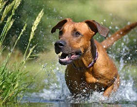 Dog, young dog, Rhodesian Ridgeback, recognised dog breed from South Africa (picture AI generated),