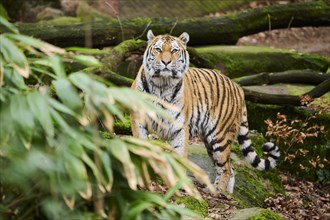 Siberian tiger (Panthera tigris altaica) standing behind a bush, captive, Germany, Europe