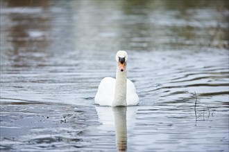 Mute swan (Cygnus olor) swimming on a lake, Bavaria, Germany, Europe