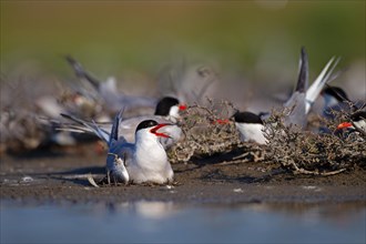 Common Tern (Sterna hirundo), on nest in breeding colony, Danube Delta Biosphere Reserve, Romania,
