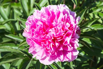 Pink peony flower in a botanical garden