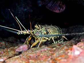 Brown spiny crayfish (Panulirus echinatus), dive site El Cabron Marine Reserve, Arinaga, Gran