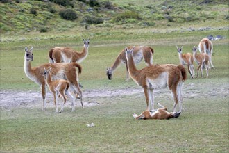 Guanaco (Llama guanicoe), Huanaco, group of animals with young, Torres del Paine National Park,