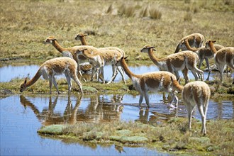 Vicunas or vicunas (Vicugna vicugna) grazing at a waterhole in the Andean highlands, Andahuaylas,