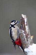 Great spotted woodpecker (Dendrocopos major) adult bird on a snow covered tree stump, England,