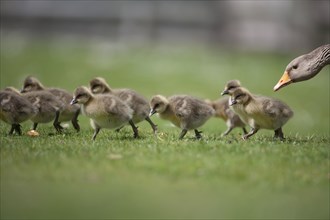 Greylag goose (Anser anser) adult bird with nine juvenile baby goslings on a grass lawn, England,