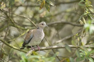 European turtle dove (Streptopelia turtur) adult bird on a tree branch, England, United Kingdom,