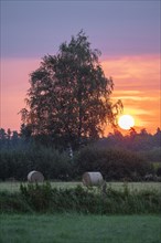 Meadow landscape, warty birch (Betula pendula), hay bales, at sunrise, Lower Saxony, Germany,