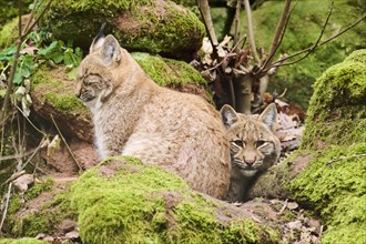 Eurasian lynxs (Lynx lynx) on a rock, Bavaria, Germany, Europe