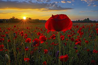 A blooming poppy field with bright flowers against the light of a sunset in the Palatinate