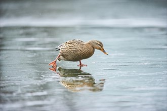 Wild duck (Anas platyrhynchos) female walking on the ice of a frozen lake, Bavaria, Germany, Europe