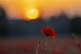 A poppy (Papaver) in the sunset