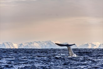 Schwanzflosse eines Wals taucht im Meer mit Eisbergen im Hintergrund ein, Abtauchender Pottwal vor