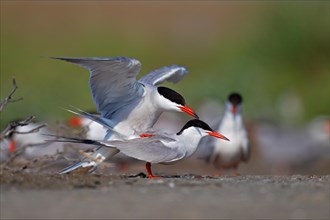Common Tern (Sterna hirundo), copulation, mating, Danube Delta Biosphere Reserve, Romania, Europe