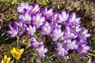 Purple and wellow crocuses germinate in the spring in the garden. Symbol of spring