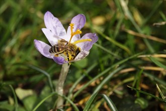 Crocus blossom with bee, February, Germany, Europe