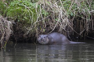 European otter (Lutra lutra) adult in a river, Suffolk, England, United Kingdom, Europe
