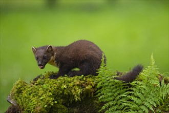 Pine marten (Martes martes) adult animal on a moss covered stone wall, Ardnamurchan, Scotland,