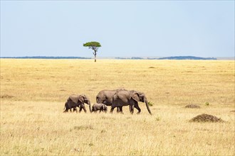 Single tree in the savanna landscape with a Elephants (Loxodonta africana) walking on the savanna