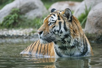 Siberian tiger (Panthera tigris altaica) standing in the water, captive, Germany, Europe