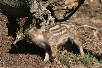 Wild boar (Sus scrofa) approx. 1 week old young boar scratching itself on a tree stump, Allgaeu,