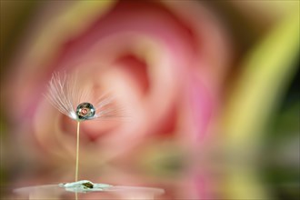 A macro image with a drop of water on a dandelion seed against a pink background