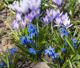 Scilla blooming in the botanical garden in spring