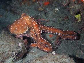 White spotted octopus (Callistoctopus Octopus macropus) at night. Dive site El Cabron Marine