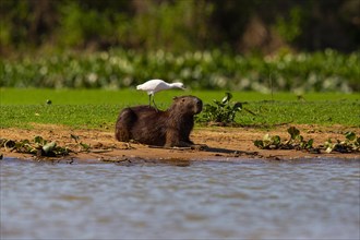 Capybara (Hydrochaeris hydrochaeris) Cattle egret (Bubulcus ibis) Pantanal Brazil