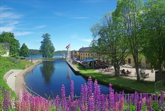 Flowering lupine in front of parts of the lock system of Haverud, Dalsland Canal, Mellerud, Vaestra