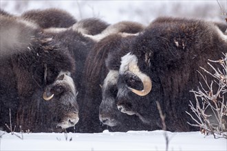 Musk oxen (Ovibos moschatus), herd in a snowstorm, standing, portrait, North Slope, Alaska, USA,
