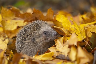 European hedgehog (Erinaceus europaeus) adult emerging from a pile of fallen autumn leaves,