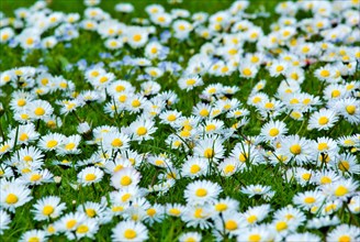 Spring meadow with Daisy (Bellis Perennis) Munich, Bavaria, Germany, Europe