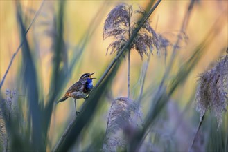 A bluethroat sings in the illuminated reeds of the Wagbachniederung, and the sun is shining too!
