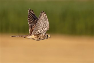 Flying Common Kestrel over a field in the evening light