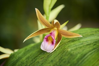 Greater swamp-orchid (Phaius tankervilleae) flower growing in a greenhouse, Bavaria, Germany,