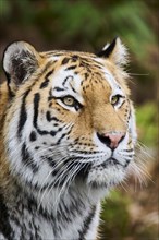 Siberian tiger (Panthera tigris altaica), portrait, standing, captive, Germany, Europe