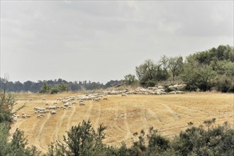 Sheep, Harvested wheat field, Landscape north of Sorano, Tuscany, Italy, Europe