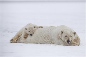 Polar bear (Ursus maritimus), mother and young lying peacefully in the snow, Kaktovik, Arctic