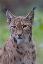 Eurasian lynx (Lynx lynx), portrait, Germany, Europe