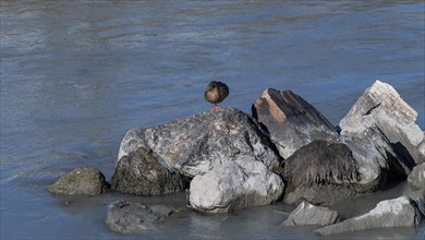 Mallard (Anas platyrhynchos) on a stone in the river