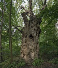 Dead oak tree (Quercus), 400 years old, 7.4 m in circumference, standing in a mixed forest,