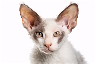 Portrait of Cornish Rex cat on white background. KI generiert, generiert AI generated
