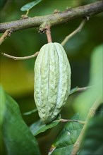 Cacao tree (Theobroma cacao) fruit hanging on a tree growing in a greenhouse, Germany, Europe