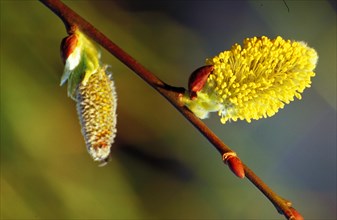 Close-up of a willow catkin in spring with focussed blossom and blurred backgroundSalix capria