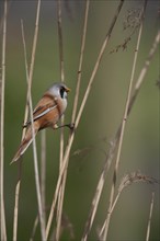 Bearded tit or reedling (Panurus biarmicus) adult male bird on a Common reed stem in a reedbed,