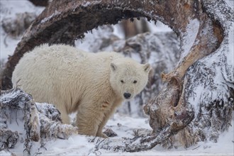 Polar bear (Ursus maritimus), young, standing between whale bones, Kaktovik, Arctic National